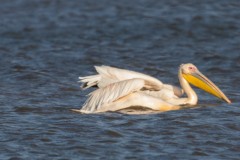 Agmon-Hula-14102019_0039-2