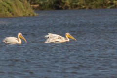 Agmon-Hula-14102019_0039
