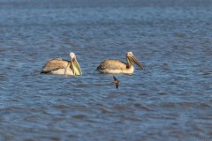 Agmon-Hula-14102019_0044