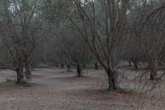 08-Poleg-Gate-Reserve-Moshav-Udim