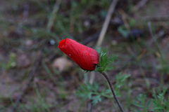 06-כלנית