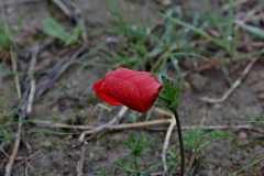 07-כלנית
