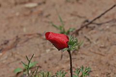 09-כלנית