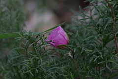 18-שונות