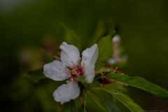 02-Prunus-dulcis-Modin