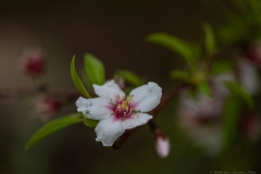 04-Prunus-dulcis-Modin