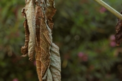 MG_0004-2