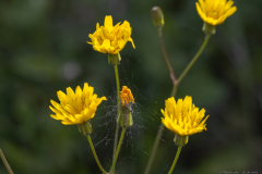 01-Sea-Sow-thistle
