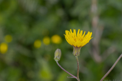 03-Sea-Sow-thistle