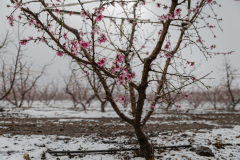 21-Golan-Hights-Round-Trip-March-2025