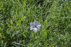 10Tavor-River-Platae