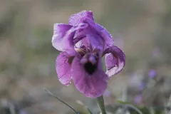 01-Iris-mariae