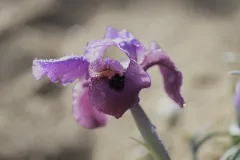 02-Iris-mariae