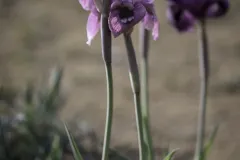 03-Iris-mariae