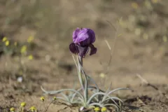 04-Iris-mariae