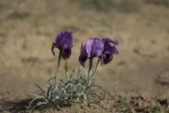 05-Iris-mariae