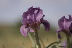 06-Iris-mariae