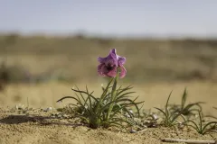 07-Iris-mariae