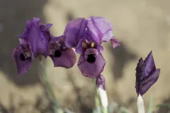 08-Iris-mariae