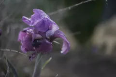 09-Iris-mariae