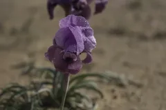 10-Iris-mariae