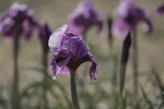 11-Iris-mariae