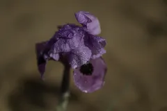 12-Iris-mariae
