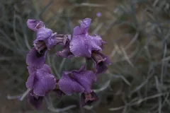 13-Iris-mariae