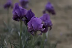 14-Iris-mariae