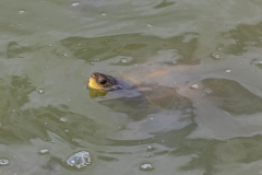02-Turtle-Bridge-Aug-21-2020