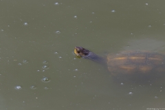 03-Turtle-Bridge-Aug-21-2020