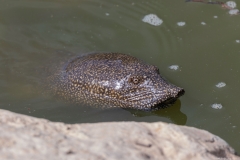 05-Turtle-Bridge-Aug-21-2020