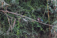 07-Turtle-Bridge-Aug-21-2020