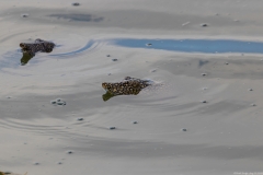 09-Turtle-Bridge-Aug-21-2020