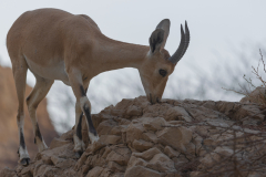 Wild-Life-6