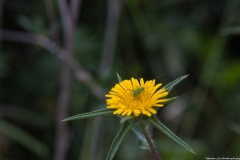05-Woodland-of-the-forty