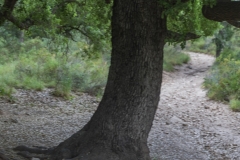 08-Woodland-of-the-forty