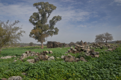 03-Yehudiya-Natre-reserve-Jan30-2026