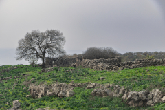 07-Yehudiya-Natre-reserve-Jan30-2026