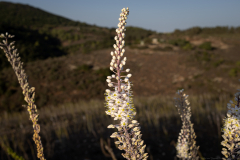 Yodfat-2