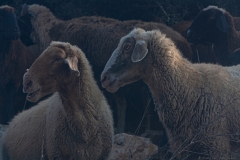 Yodfat_Animals-01