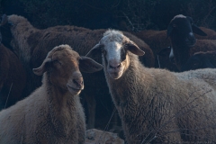 Yodfat_Animals-02
