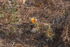 Yodfat_Animals-03