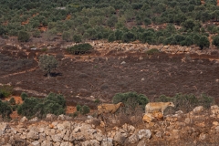 Yodfat_Animals-04