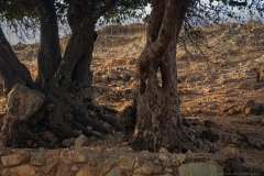 Yodfat_Trees-01