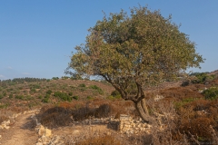 Yodfat_Trees-02