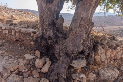Yodfat_Trees-03
