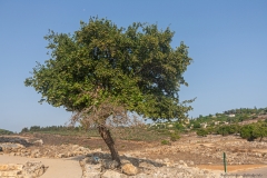 Yodfat_Trees-04